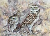 Burrowing Owls