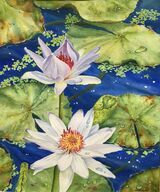 White Waterlilies at Kew