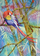 Scarlet Macaw at Cocorvado