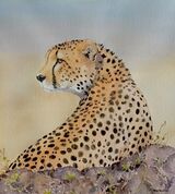 Cheetah Portrait