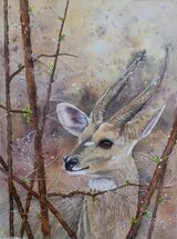 Bushbuck 2
