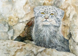 Pallas Cat 30cmx40cm