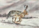 Hare Running
