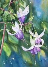 Mauve and White Fuschias