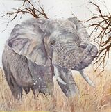 Elephant Bull at Entabeni