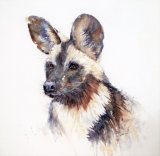 African Painted Dog 3