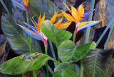 Bird of Paradise Flower  with Tree Frog