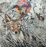 Blacked Backed Jackal