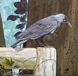 Black Headed Jackdaw