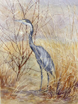 Black Headed Heron 25x35cm