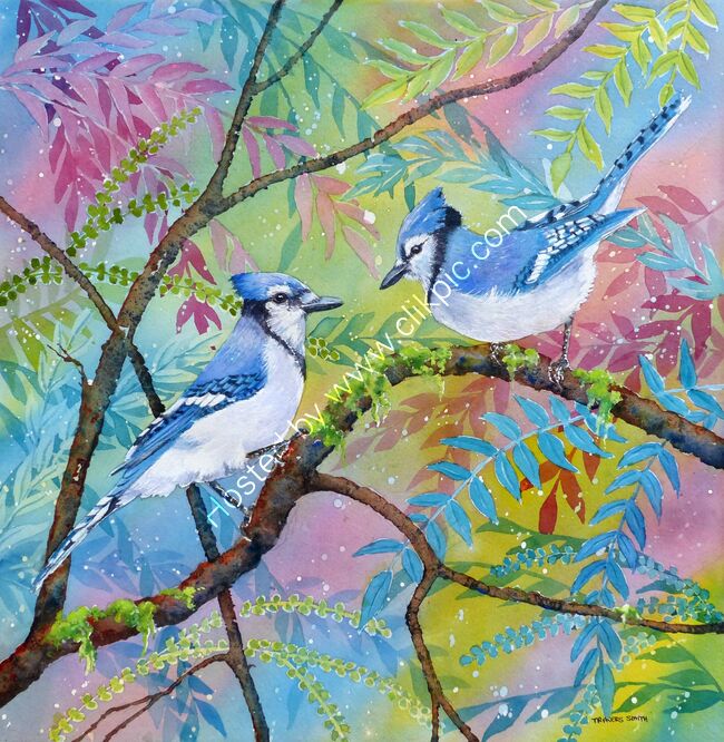 Blue Jay Pair