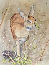 Steenbok