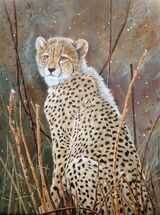 Cheetah Cub at Pilansberg