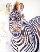Crawshay's Zebra 50x35cm