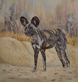 African Wild Dog
