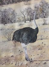 Ostrich
