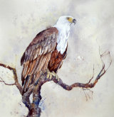 Fish Eagle 45x35cm