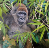 Lowlands Gorilla