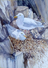 Gulls Nesting