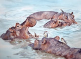 Hippos basking in the Luangua River
