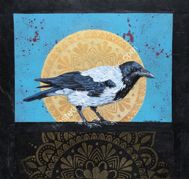 Hooded Crow