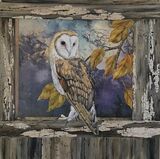 Barn owl