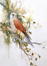Kestral 55x35cm