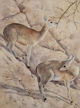 Steenbok