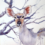Kudu 45x35