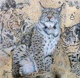 Lynx
