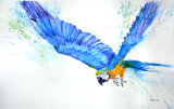 Blue Macaw 2 60cmx40cm