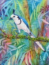 Magpie Jay in Costa Rica