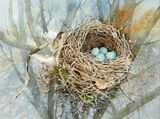 Blackbird's Nest