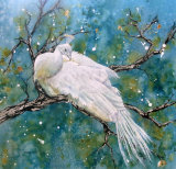 White Peacock 45x45cm