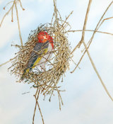 Redd Headed WQeaver Bird 40cmx40cm