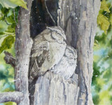 Scops Owl Pair 40cmx40cm