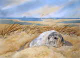 Seal Pup 25x35cm