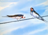 Swallows Nesting 30x45cm