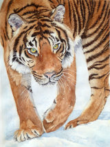 Tiger in the Snow 65x45cm