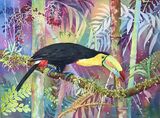 Keel Billed Toucan