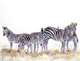 A Dazzle of Crawshays Zebras 60x45cm