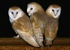 The Barn Owl Trust