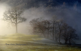 Trees in mist, Rydal