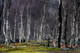 Silver Birch in winter