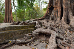 Strangler Fig at Angkor Thom
