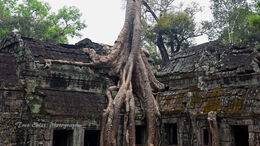 Strangler Fig at Ta Prohm