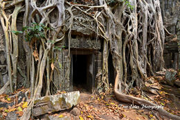 Jungle encroachment, Ta Prohm
