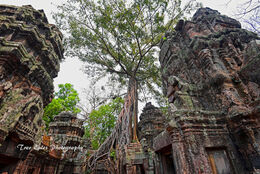 Ta Prohm