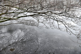 Frozen Yew Tree Tarn