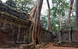 Strangler Figs at Ta Prohm
